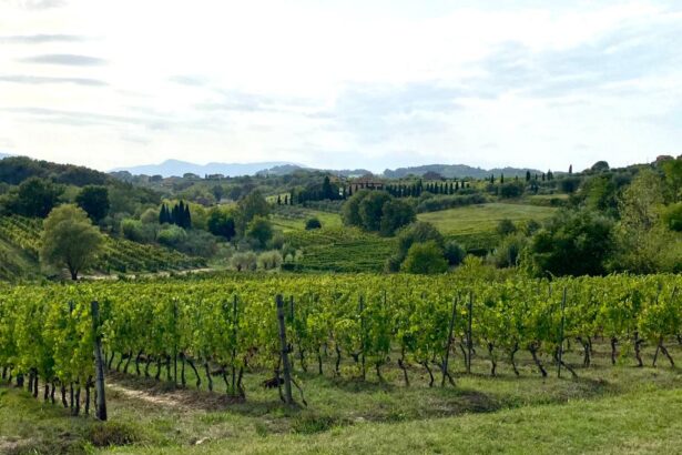 Wine tasting tour from Carrara cruise port Tuscany